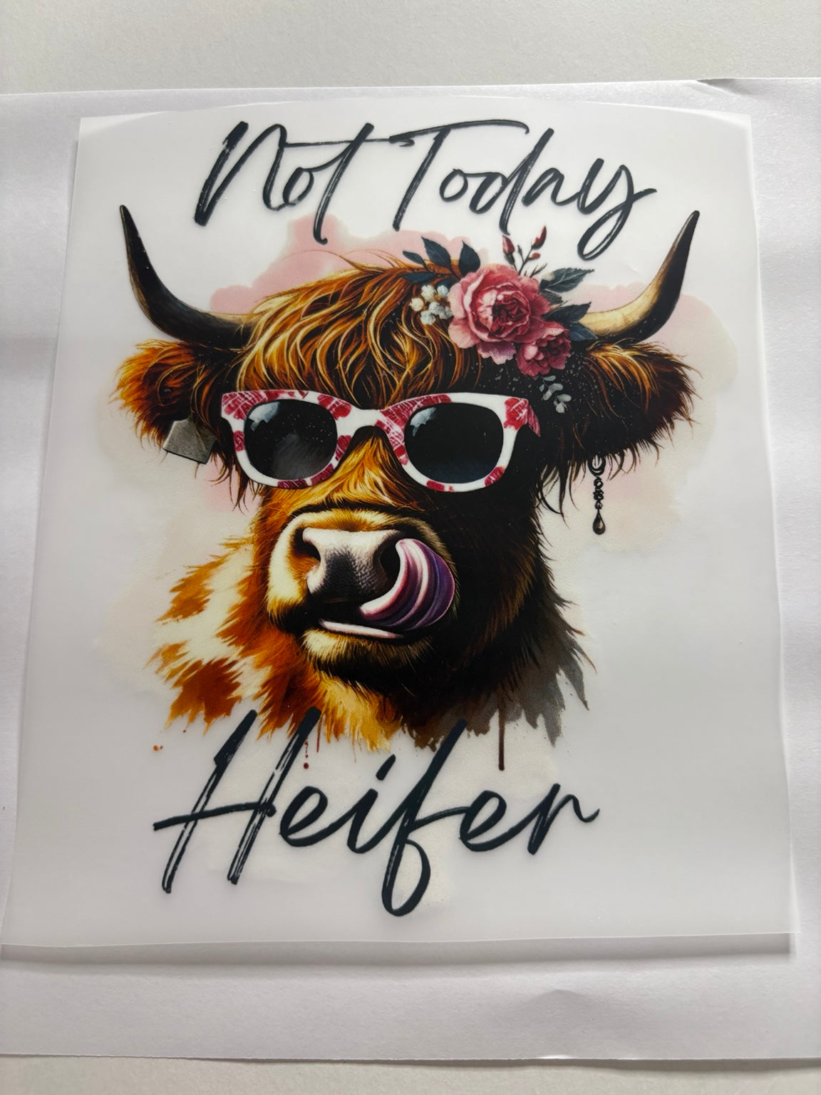 Not Today Heifer Highland Cow